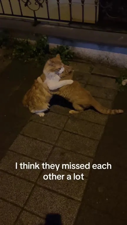 Cats Missed Each Other