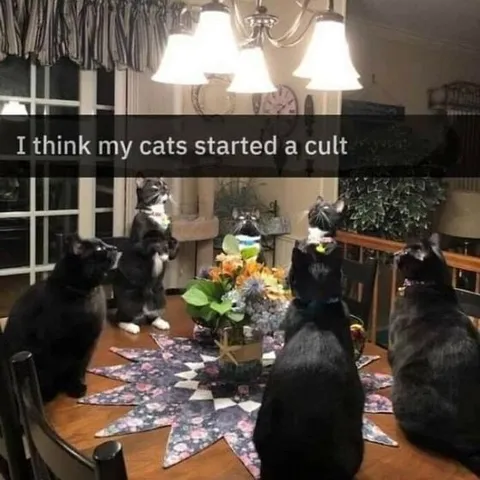 Cats Started a Cult