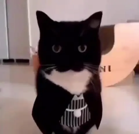 Кот внимательно смотрит