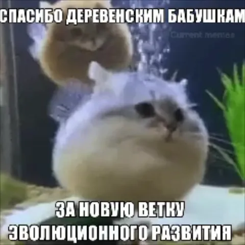Спасибо деревенским бабушкам