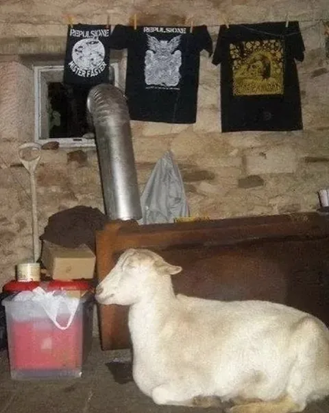 Sheep in a Strange Room