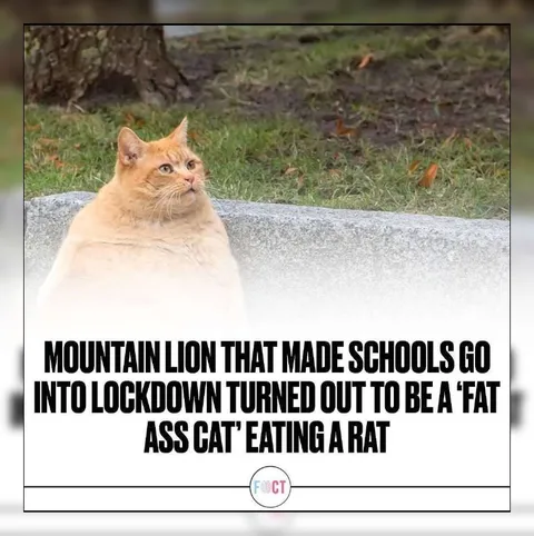 Mountain Lion Lockdown Cat