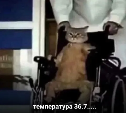 Кот с температурой 36.7
