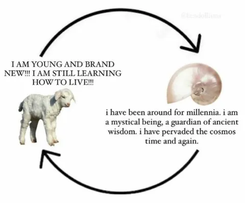 Young Lamb and Ancient Fossil