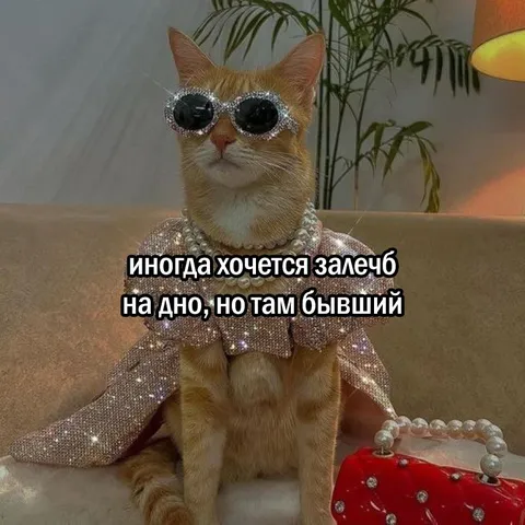 Кот в очках прячется от бывшего