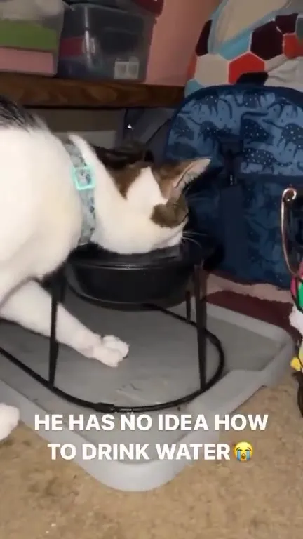 Cat Learns to Drink Water