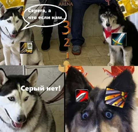 Серый, нет!