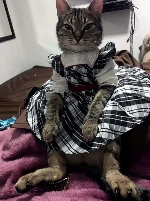 Кот в клетчатом платье