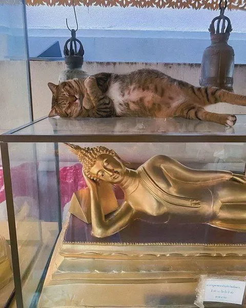 Кот как лежащий Будда