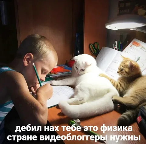 Коты помогают с физикой