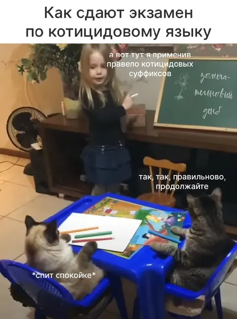 Экзамен по котицидовому языку