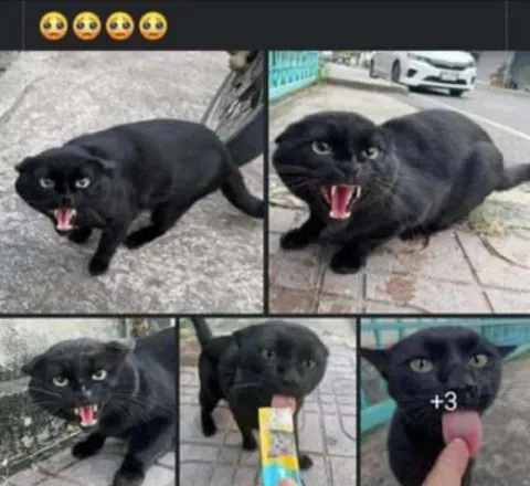 Angry Black Cat Collage
