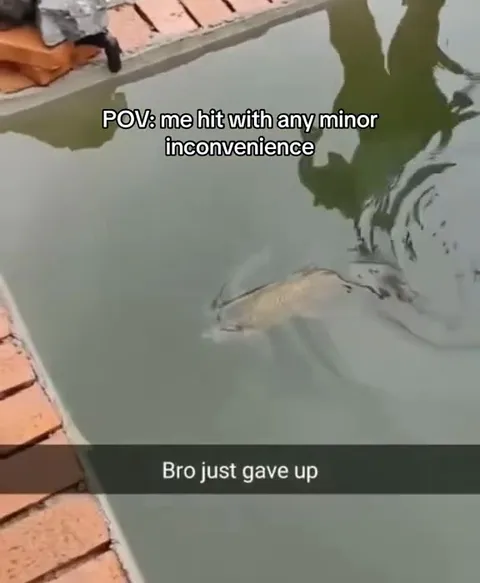 Fish Gives Up Over Minor Inconvenience
