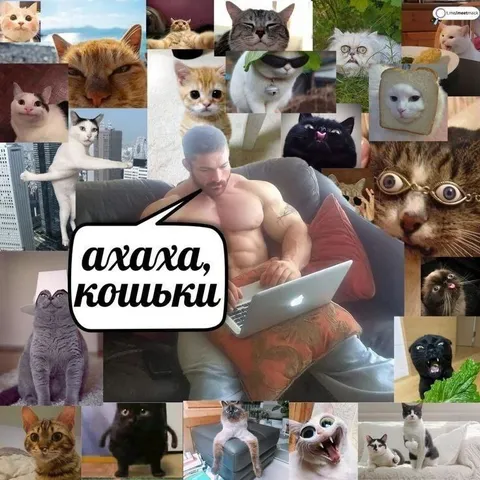 Ахаха, кошьки