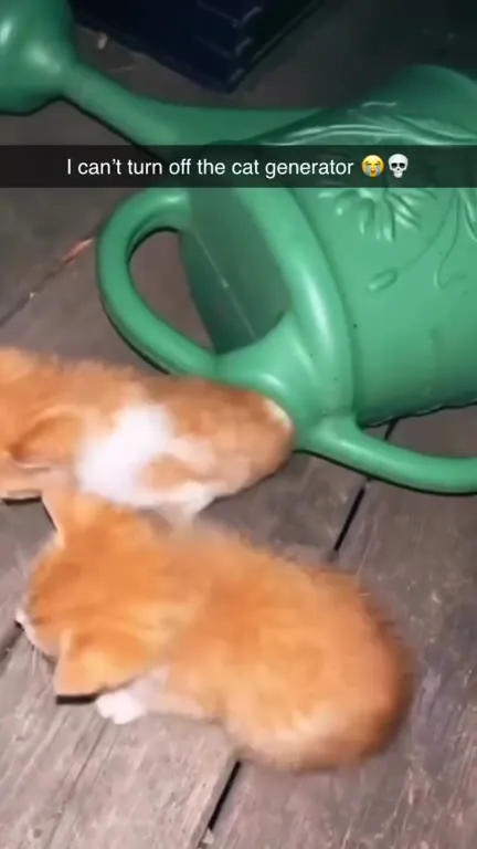 I Can’t Turn Off the Cat Generator