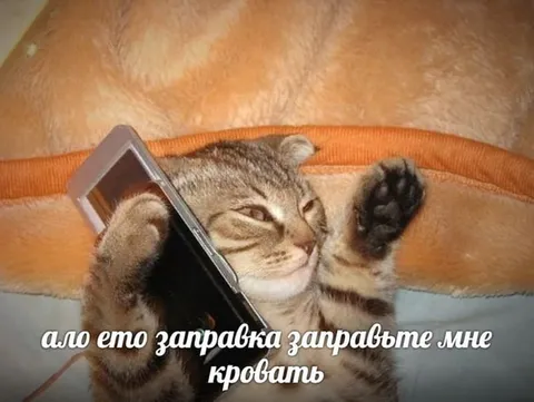 Кот просит заправить кровать