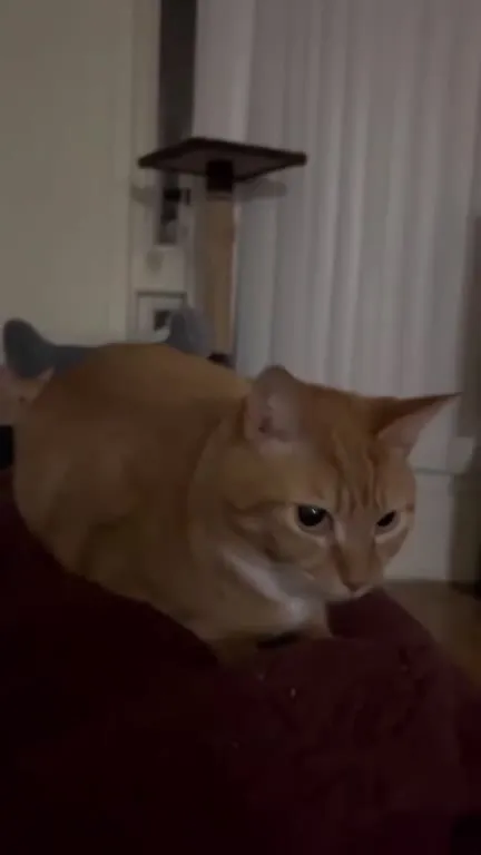 Кот под клубную музыку