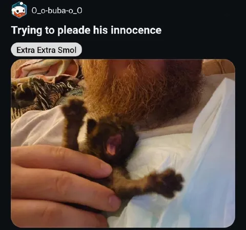 Tiny Monkey Pleads Innocence