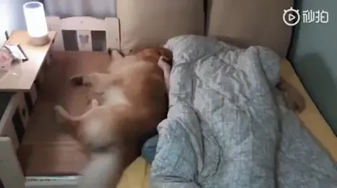 狗狗不让主人睡觉