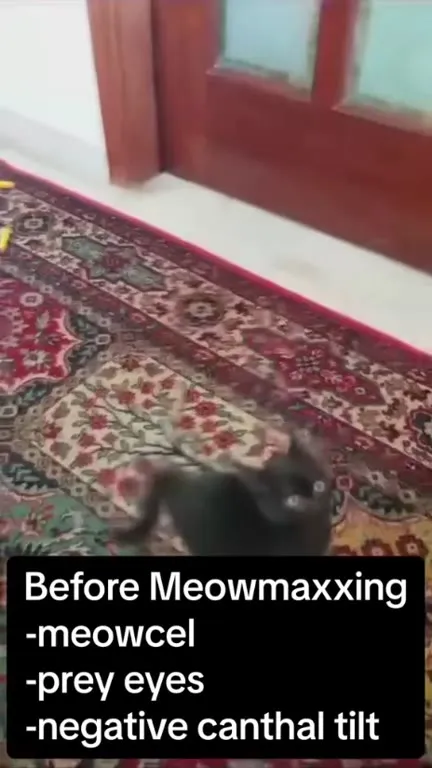 Before and After Meowmaxxing