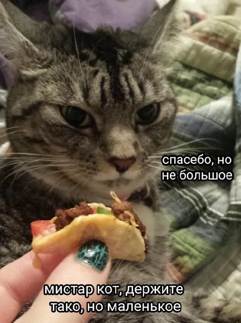 Кот отказывается от тако