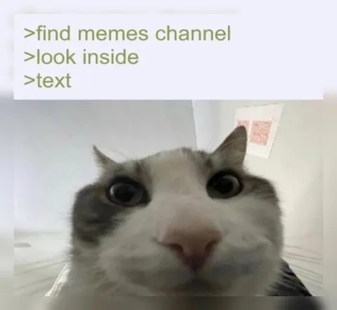 Find Memes Channel Cat