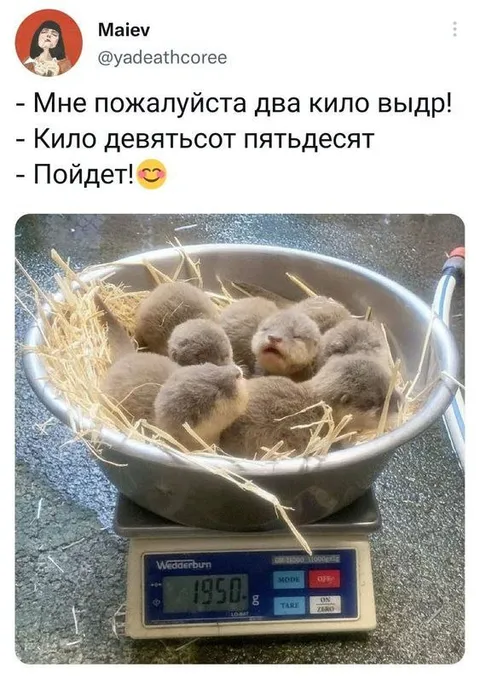 Два кило выдр