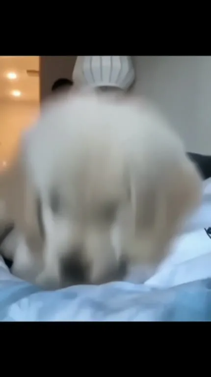 Котики сходят с ума