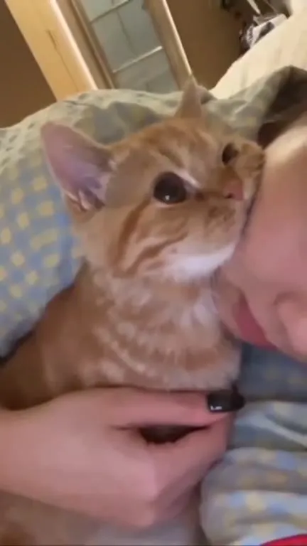 Рыжий котёнок обнимается с хозяйкой