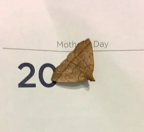Moth Blocks the Calendar Date