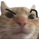 Кот с поднятыми бровями