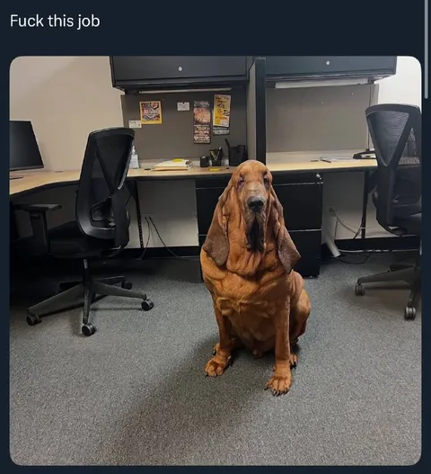 Fuck This Job Bloodhound