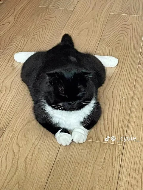 Чёрный кот-батончик