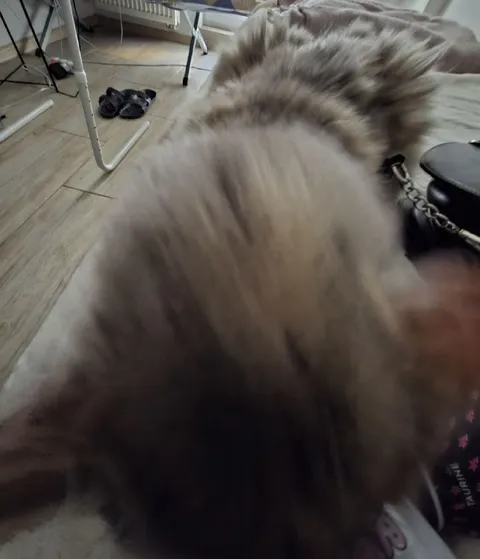 Кошка отвернулась от камеры