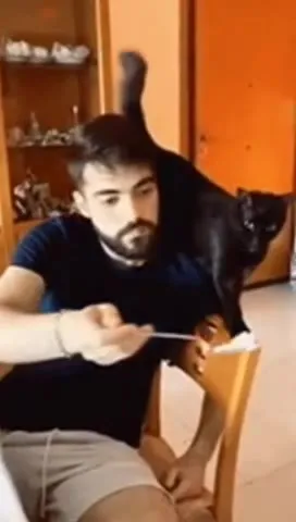 Кот мешает кормить человека