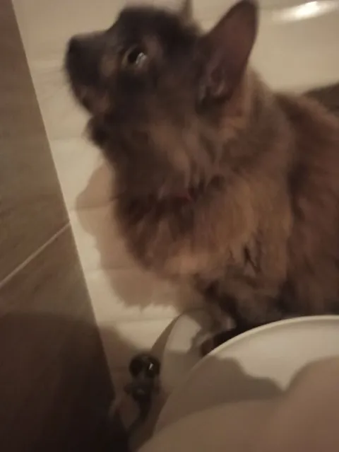 Кот задумался в ванной