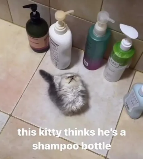 Kitty Thinks He’s a Shampoo Bottle