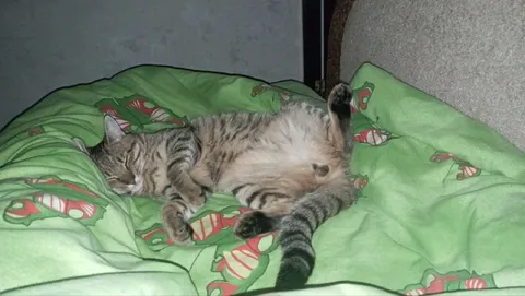 Пригандошенный кот спит