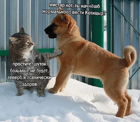 Кот больше не шутит