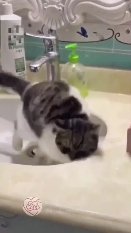 Кот умывается в раковине
