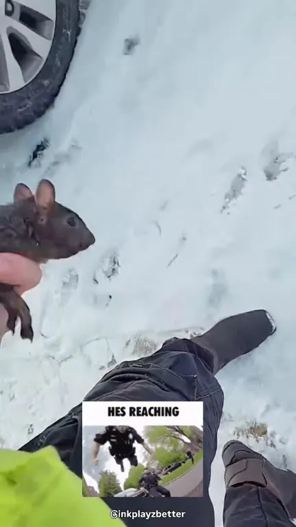 Squirrel Reaches the Camera