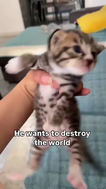 Kitten Wants to Destroy the World