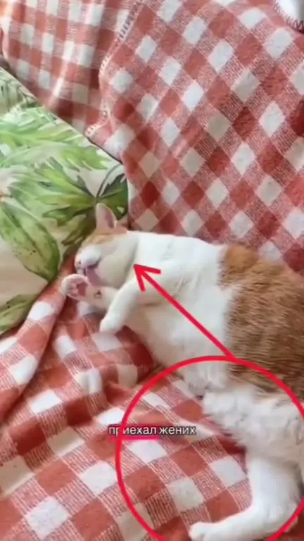 Жених для кошки Мышки