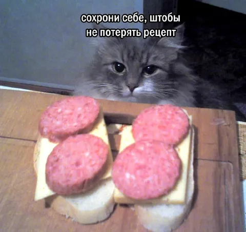 Кот и рецепт бутербродов