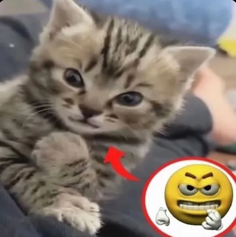 Злой котёнок с ухмылкой
