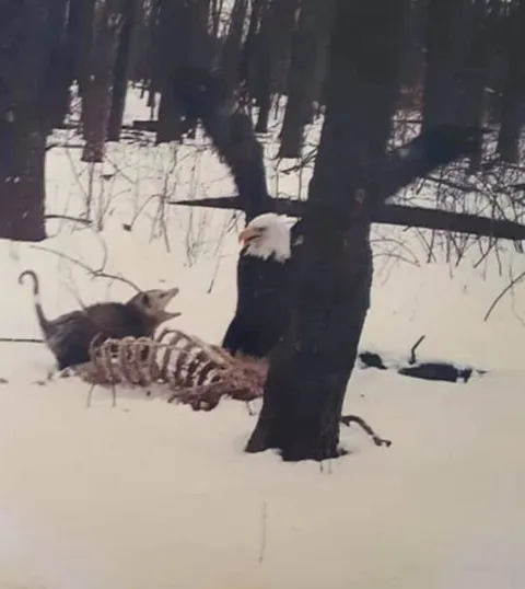 Жуткая встреча в снегу