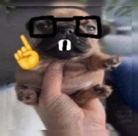 Умный зверёк в очках