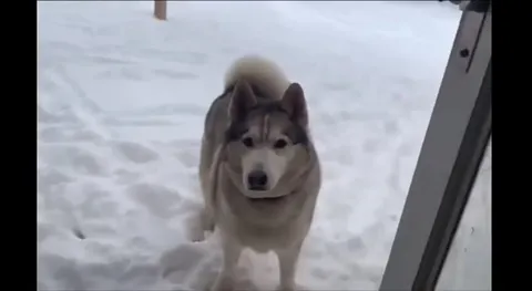 Хаски врывается в дверь