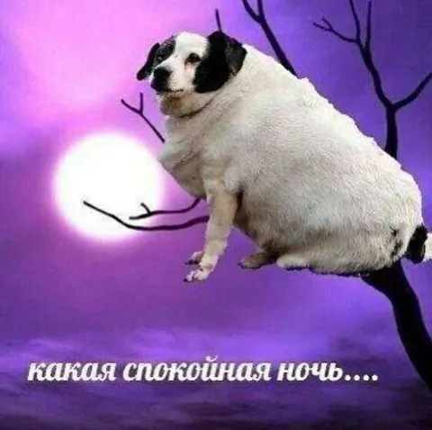 Спокойная ночь с собакой