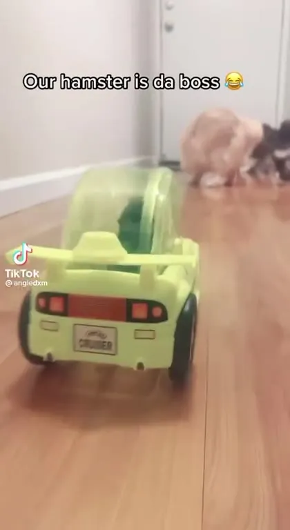 Hamster Boss Drives Past Cats